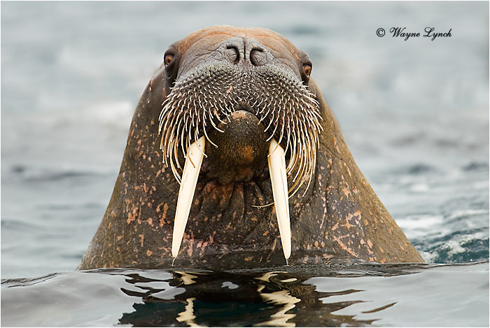 Atlantic Walrus 104 by Dr. Wayne Lynch &copy;